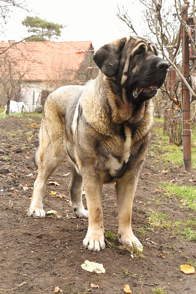 C.I.B., WW Callisia de Kamastino, mata vrhu G